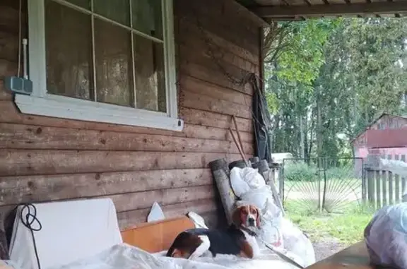 Пропала собака на ул. Стенки, 17А-2