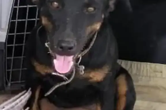 Собаки потеряшки, Химки, фото: Потеряшка Ягдтерьер, Химки, Шереметьевское ш.