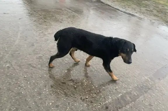 Найдена собака, Тверь, фото: Найдена собака, ул. Димитрова, 68, Тверь