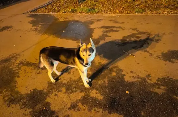 Найдена собака, Екатеринбург, фото: Найдена собака, ул. Индустрии, 33, Екб