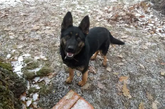 Пропала овчарка, Сумская ул. 6А, Пенза