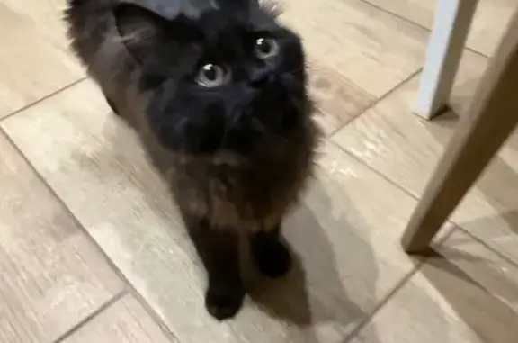 Найдена кошка, Краснодар, фото: Найдена кошка, ул. Дзержинского 100, Краснодар