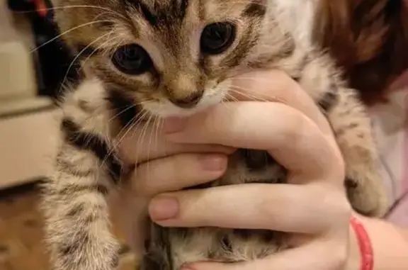 Найдена кошка, Архангельск, фото: Котик найден у реки, Ленинградский пр., Архангельск