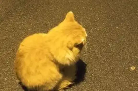Найдена кошка, , фото: Найдена рыжая кошка, ул. Снычева