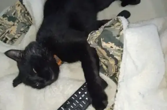 Пропала кошка, Новосельское поселение