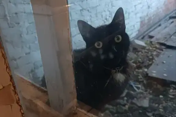 Найдена кошка, Тюмень, фото: Найдена кошка, Комбинатская 43, Тюмень