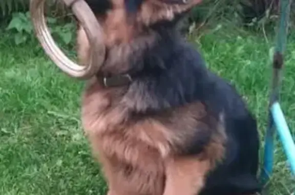 Объявления о пропавших и найденных животных, Свердловская область, фото: Пропала овчарка, Асбест, Свердловская обл.