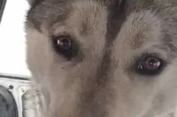 Собаки потеряшки, Омская область, фото: Потеряшка собака, Омск, Омская обл.