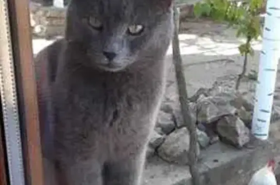 Кошки потеряшки, , фото: Потеряшка кошка, ул. Комарова, Береговое