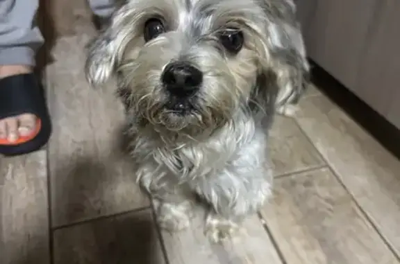 Собака найдена: ул. Халтурина, 37, Ялта