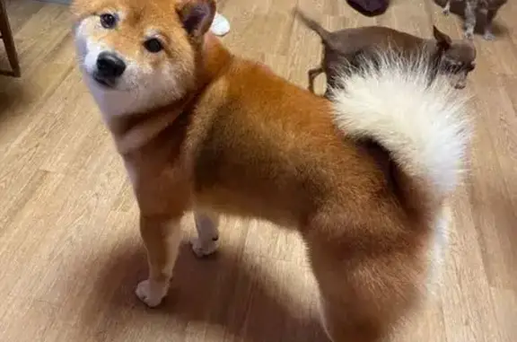 Собаки потеряшки, , фото: Потеряшка собака, ул. Восточная, ДНТ Речное