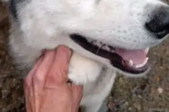 Найдена собака, , фото: Найдена собака в Вятке, Чувашия