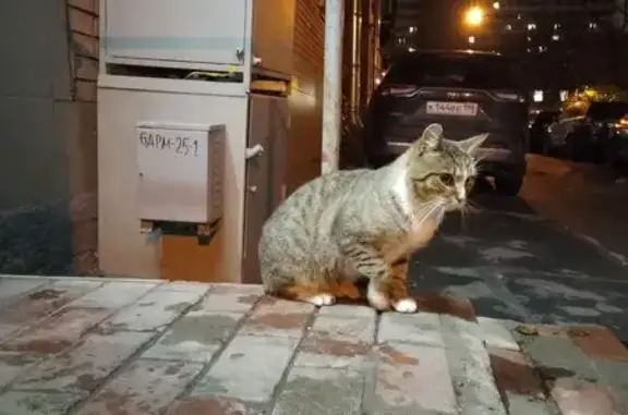 Кошка найдена: Большеохтинский пр., 6