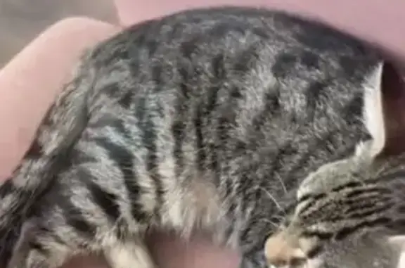 Пропала кошка, ул. Колмыкова, Ленинаван