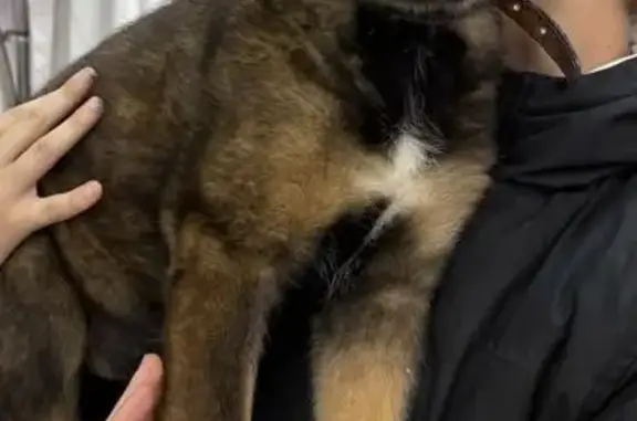 Найдена собака, Уфа, фото: Щенок найден: ул. Калинина, 3, Уфа