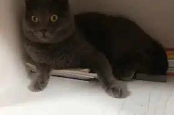 Пропала кошка, Нижний Тагил