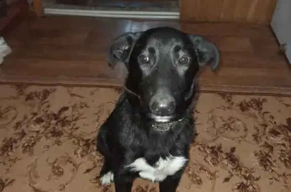 Собака найдена: Санаторная ул, 1, Смоленск