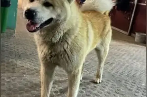 Найдена собака, Тульская область, фото: Собака найдена: Уваровка, Тульская обл.