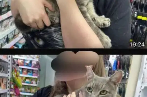 Кошка найдена: ул. Кауля, Тула