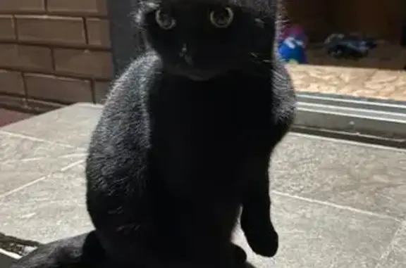 Кошка найдена: Воронежская ул., 88Б, Тамбов