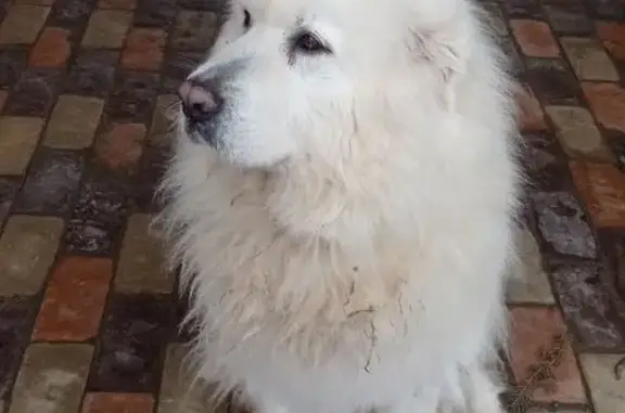 Пропала собака, ул. Горячкина, 56