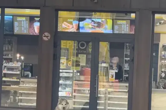 Хаски найдена на Московском тракте, Томск