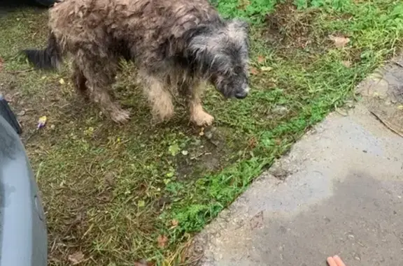 Собака найдена на Тракторной 45/17, Тверь