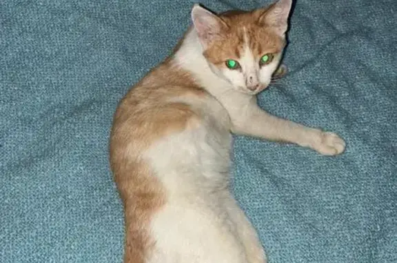 Пропала кошка, Медведево, ул. Медведево, 2