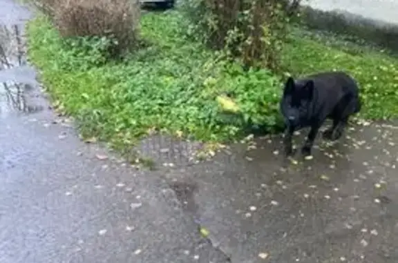 Найдена собака, Конобеево (воскресенский), фото: Собака найдена на Школьной улице, Конобеево