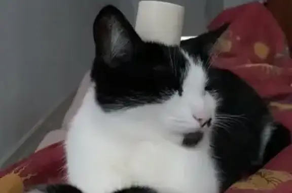 Пропала кошка, Юбилейная 46, Березники