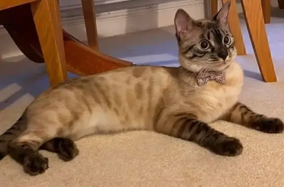 Кошки потеряшки, Гостагаевская, фото: Потеряшка кошка на Краснофлотской улице