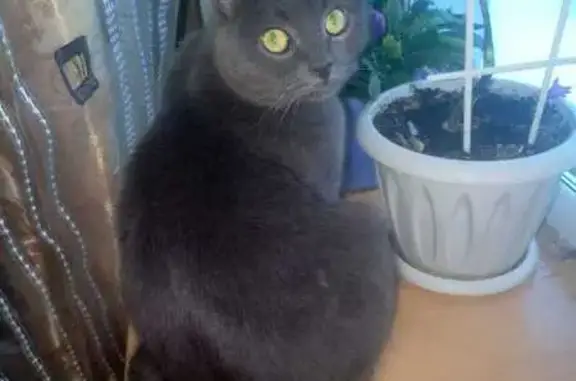 Пропала кошка, 8-й пр. Мясново, 75, Тула