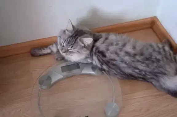 Кошки потеряшки, Костромская область, фото: Потеряшка серый кот в с. Саметь, Кострома