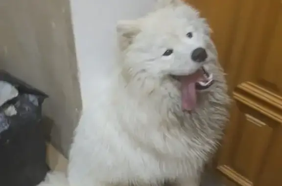 Пропала самоед, ул. Мира 51, Южный