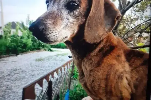 Пропала такса, Упорная ул., Незлобная