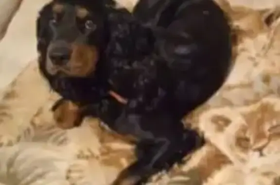 Пропала собака, Красная ул. 122, Камышеватская