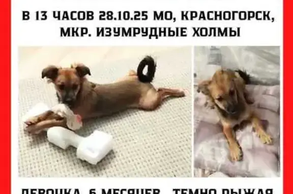 Пропала собака, ул. Мерлушкина, 8