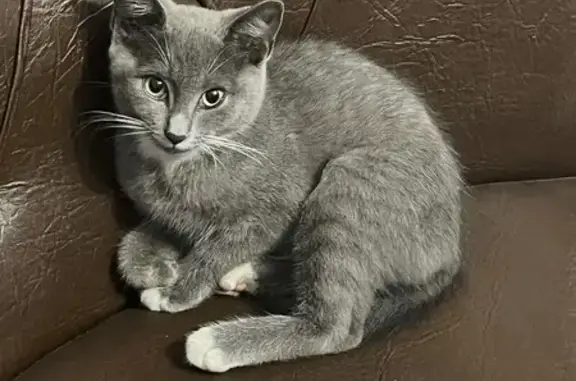 Кошки потеряшки, , фото: Потеряшка кошка, Толмачево, Центральная ул.