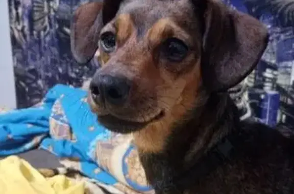 Пропала собака в Мокино, Курганская обл.