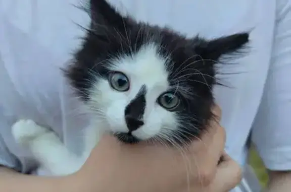 Кошки потеряшки, Московская область, фото: Потеряшка кот Будэйко, Одинцово, МО