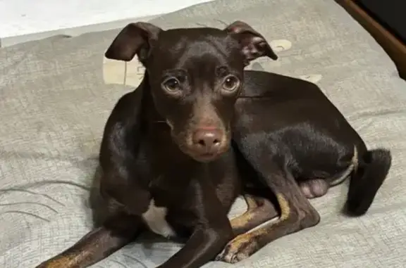 Собака найдена: Софийская ул, 11, Волгоград