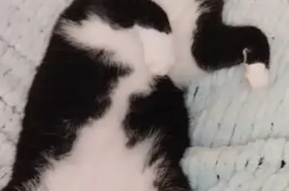 Кошки потеряшки, Челябинск, фото: Потеряшка кошка на Комсомольском, 61А