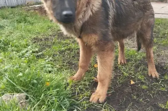 Найдена собака, Власово, фото: Щенок найден по адресу Власово 52/1