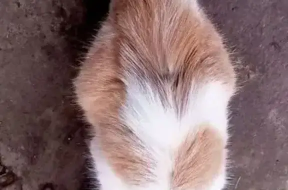 Найдена кошка, Болотово, 54К-16