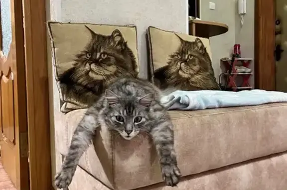 Кошки потеряшки, Калужская область, фото: Потеряшка кошка, село Истье, Калуга