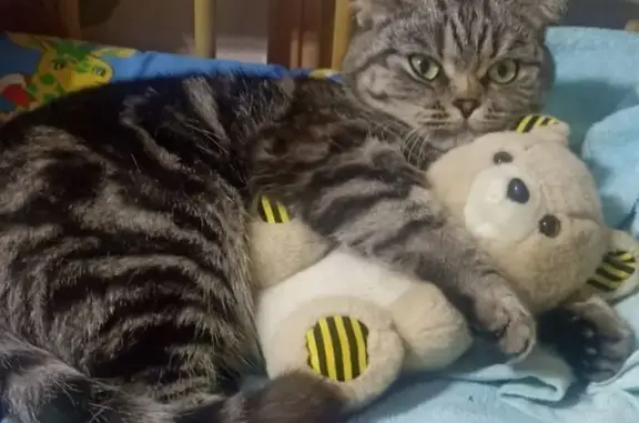 Кошки потеряшки, Набережные Челны, фото: Потеряшка кошка Кася, Московский проспект