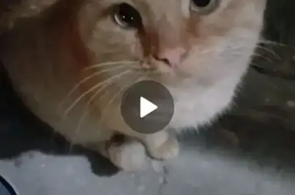 Найдена кошка, Саратов, фото: Найдена кошка, ул. Рахова 294А, Саратов