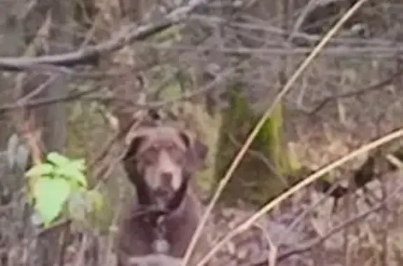 Найдена собака, Некрасовское, фото: Собака найдена у заправки в д. Анисимово