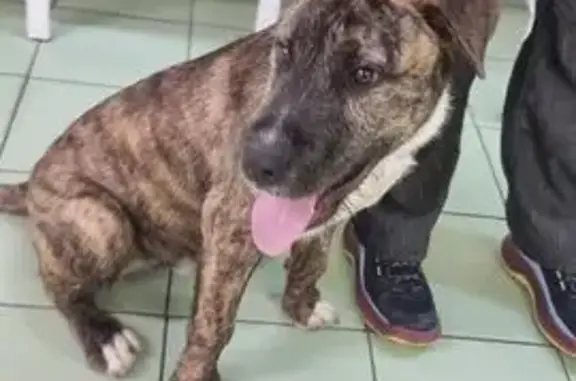 Найдена собака, ул. Лёни Голикова, 76