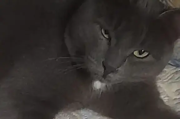 Найдена кошка, , фото: Кошка найдена на Молодёжной улице, Ижевск